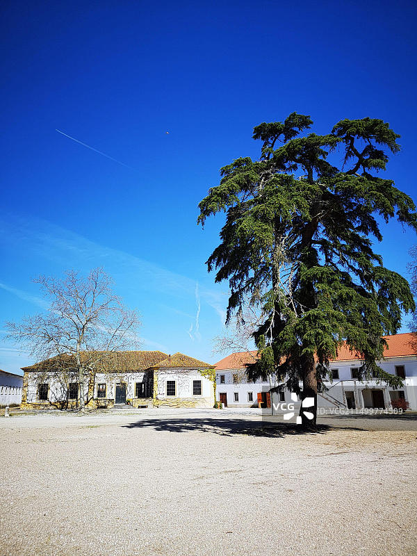 葡萄牙Azinhaga Quinta da Broa庄园Veiga马图片素材