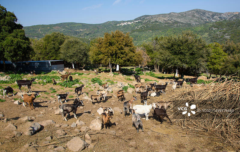 克里特岛拉西锡地区迪克蒂山脉卡斯塔莫尼察附近的养殖山羊图片素材