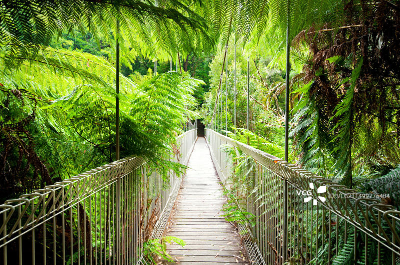 塔拉布尔加国家公园雨林中的科里根吊桥图片素材