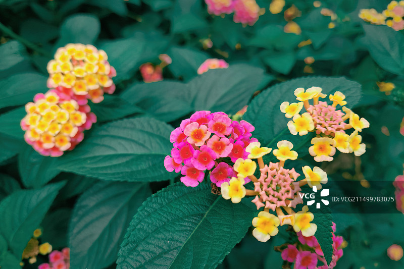 野生七色花图片素材