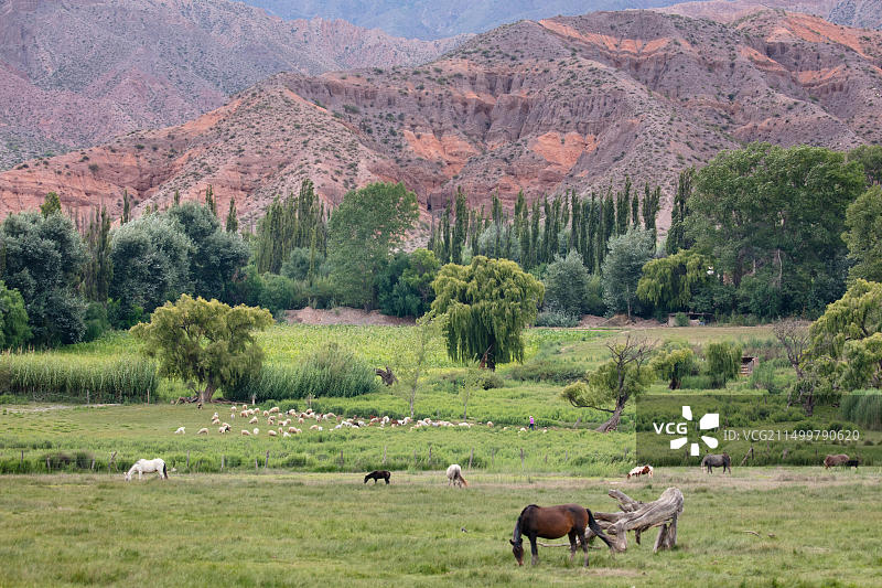 阿根廷胡胡伊省乌玛瓦卡峡谷蒂尔卡拉附近的农田图片素材