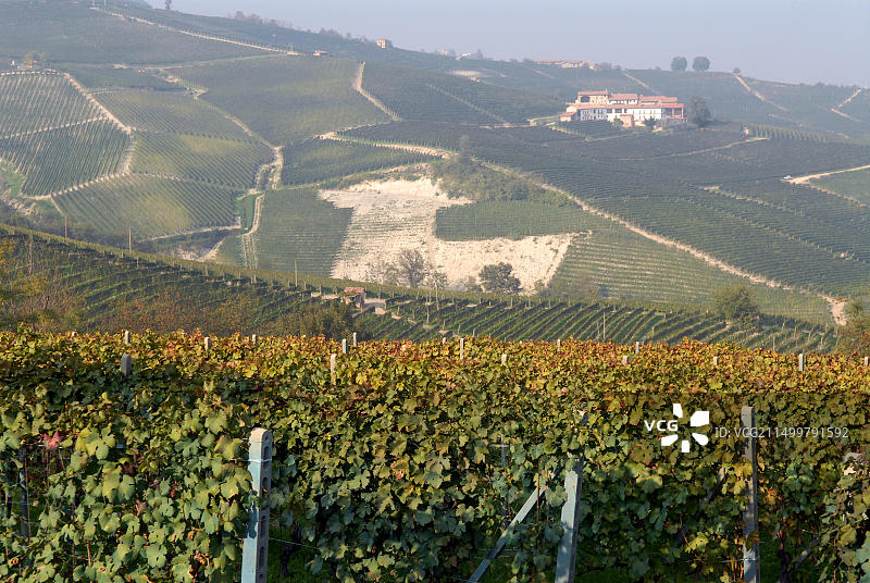 意大利皮埃蒙特：朗格山丘葡萄园全景图片素材