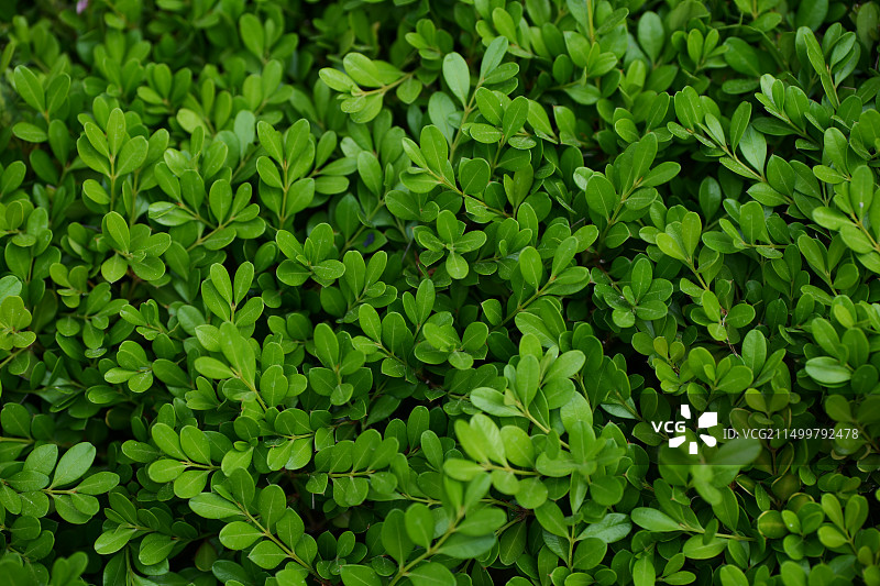 夏日植物图片素材