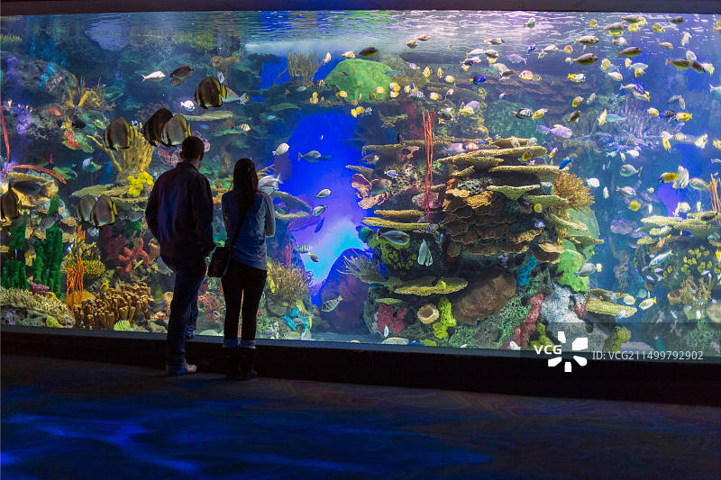 加拿大多伦多里普利水族馆游客观赏展品图片素材