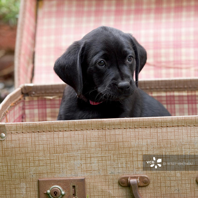 黑色拉布拉多寻回犬幼犬图片素材