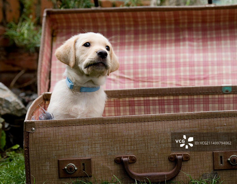 黄色拉布拉多寻回犬幼犬图片素材