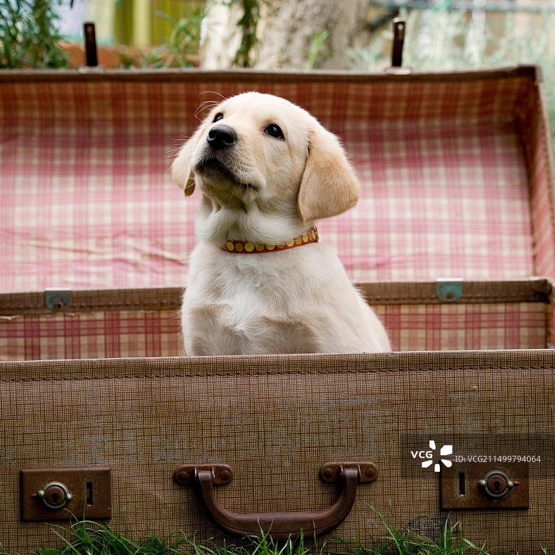 黄色拉布拉多寻回犬幼犬图片素材