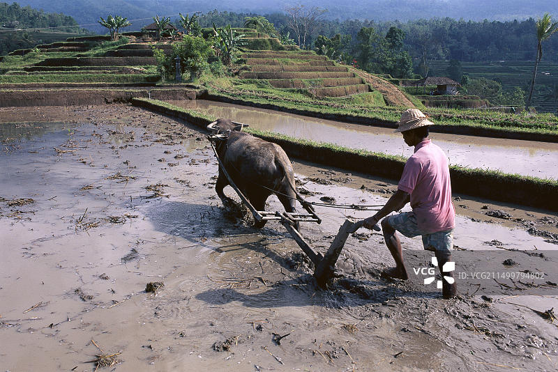 印度尼西亚巴厘岛水稻耕作场景：男子与水牛图片素材