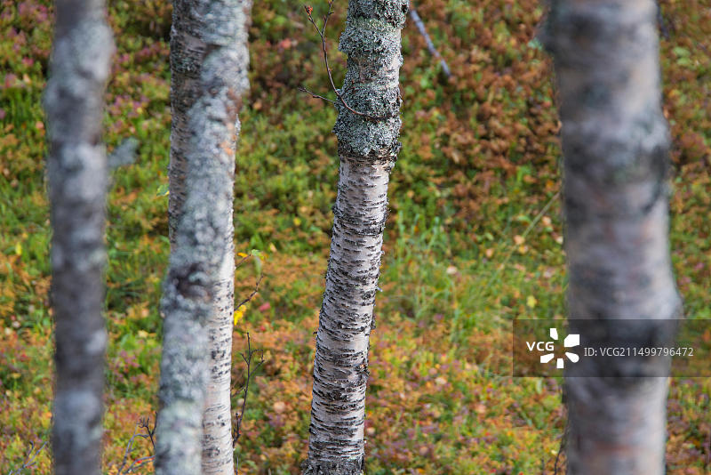 挪威特罗姆斯郡的秋色图片素材