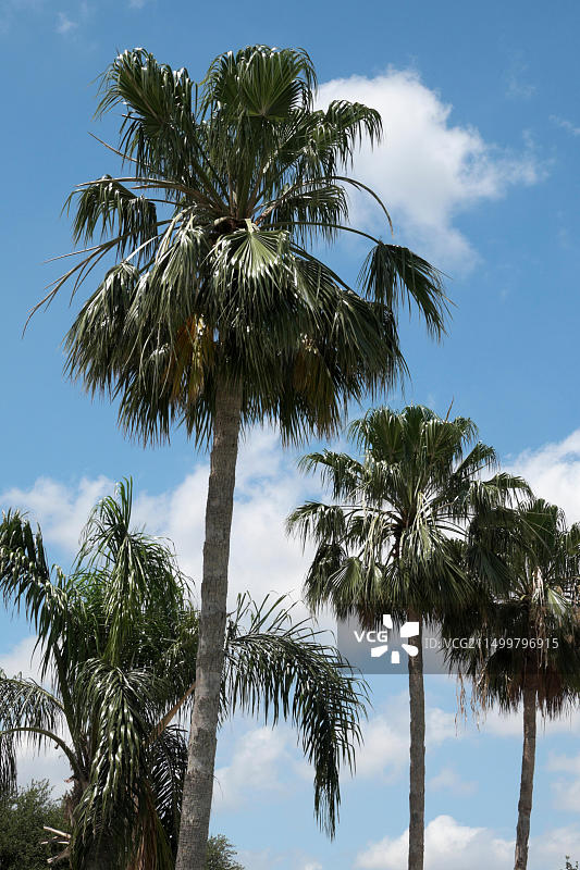 华盛顿的棕榈树与蓝天白云交相辉映图片素材