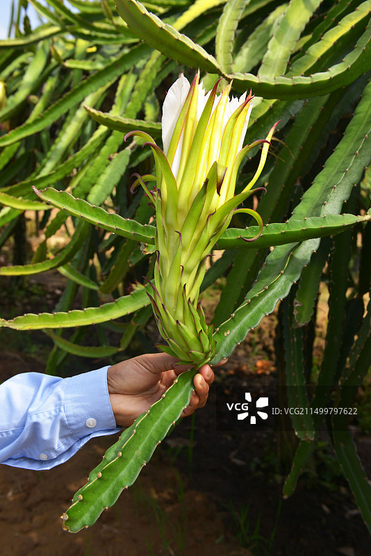柬埔寨马德望的火龙果花图片素材