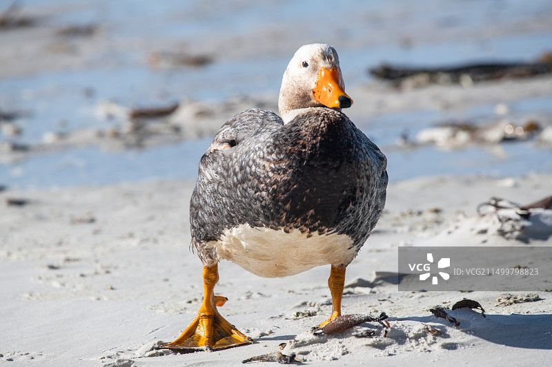 福克兰群岛船鸭图片素材