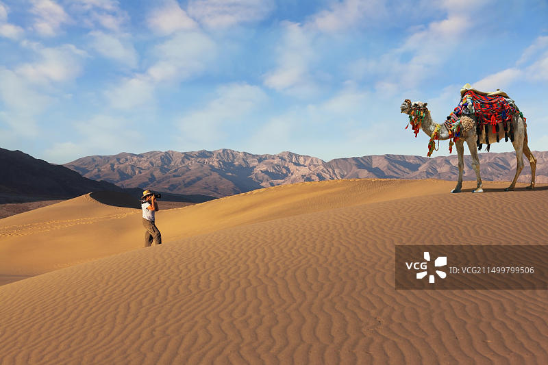 拍摄骆驼的女游客图片素材