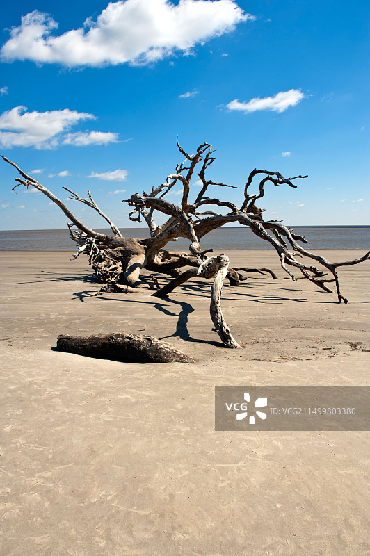 佐治亚州哲基尔岛的浮木海滩，美国最幽静的海滩之一图片素材