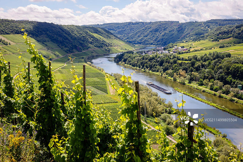 德国莱茵兰-普法尔茨州彭德里希-摩泽尔河畔的葡萄园图片素材