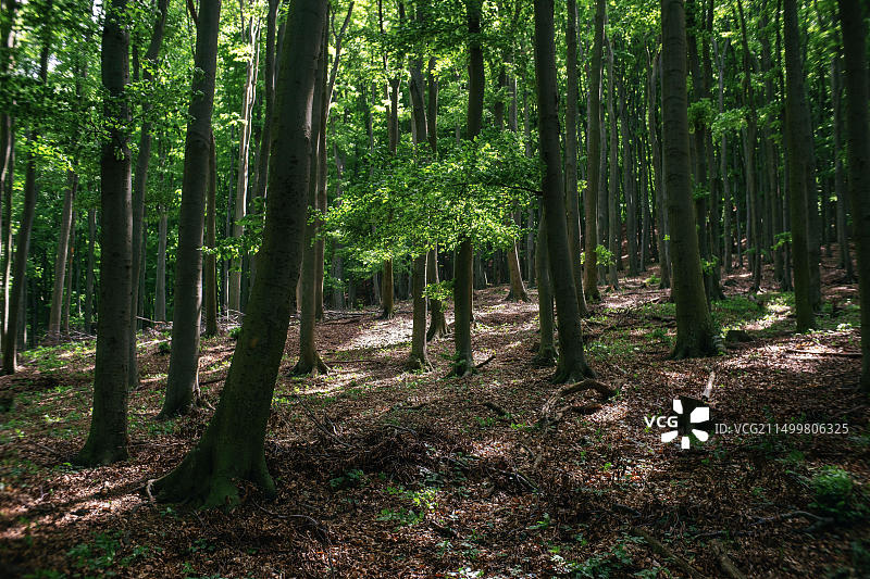 茂密山毛榉森林中的阳光，徒步旅行和木材工业概念图片素材