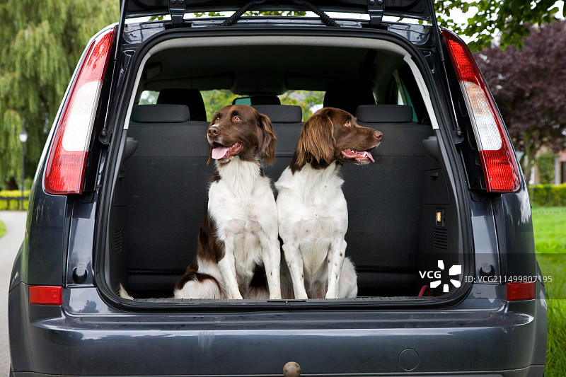 在汽车后备箱里的荷兰鹧鸪犬图片素材