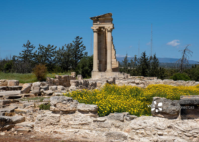 位于中国塞浦路斯共和国库里翁阿波罗许莱特斯保护区的阿波罗神庙的茼蒿花地毯图片素材