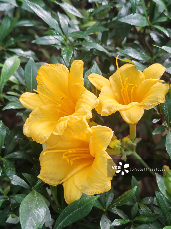 六月黄色萱草花特写图片素材