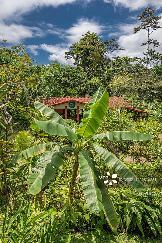科尔科瓦多国家公园雨林图片素材