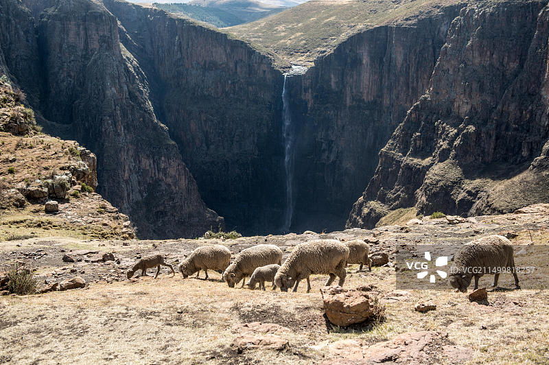 非洲莱索托索门孔马莱楚尼亚内瀑布前的平原上吃草的绵羊图片素材