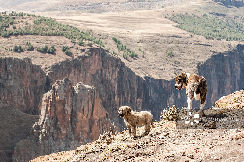 两只狗站在非洲莱索托索门康的马莱茨尼亚内瀑布上方的高原边缘图片素材