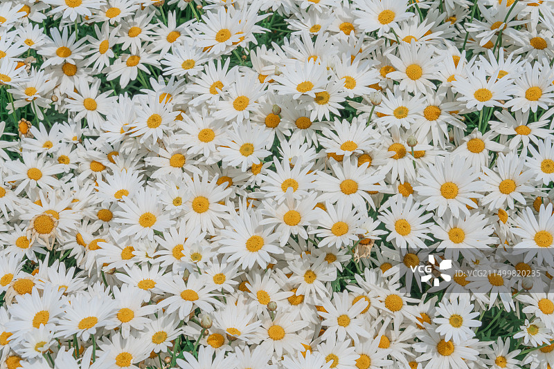 雏菊排列图片素材