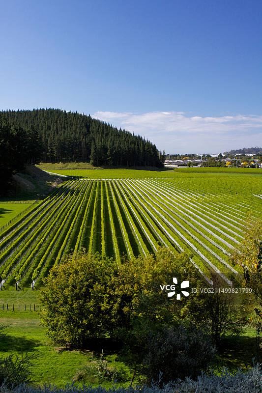 新西兰北岛内皮尔旅游风光图片素材
