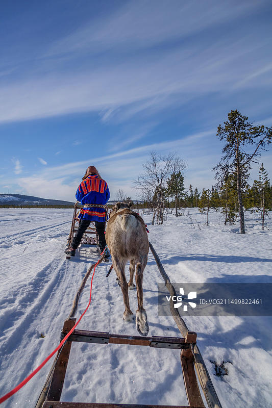 瑞典拉普兰地区的驯鹿雪橇图片素材