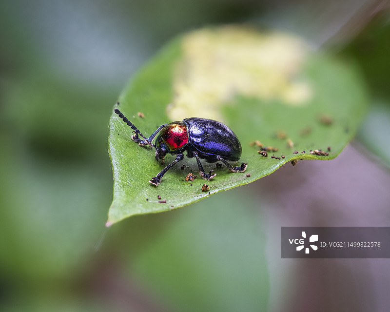 色彩鲜艳的甲虫图片素材