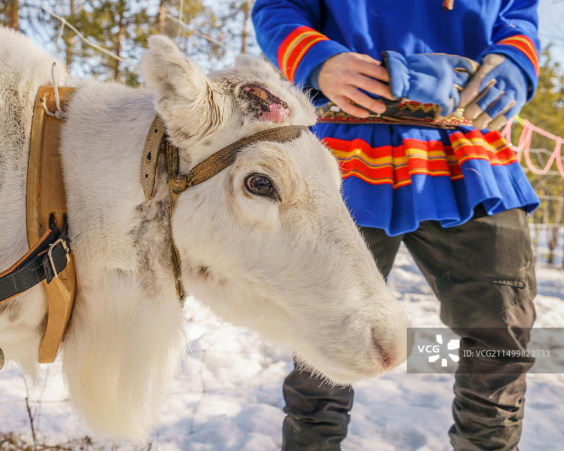瑞典拉普兰的驯鹿雪橇之旅图片素材