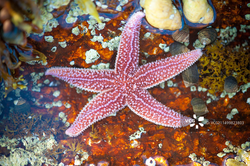 阿卡迪亚国家公园海岸的海星图片素材