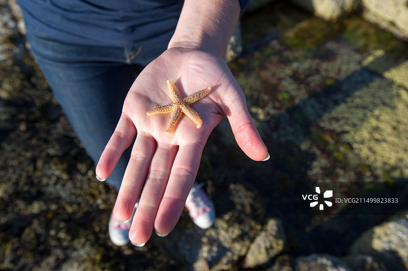 手掌托着的海星，位于阿卡迪亚国家公园海岸图片素材