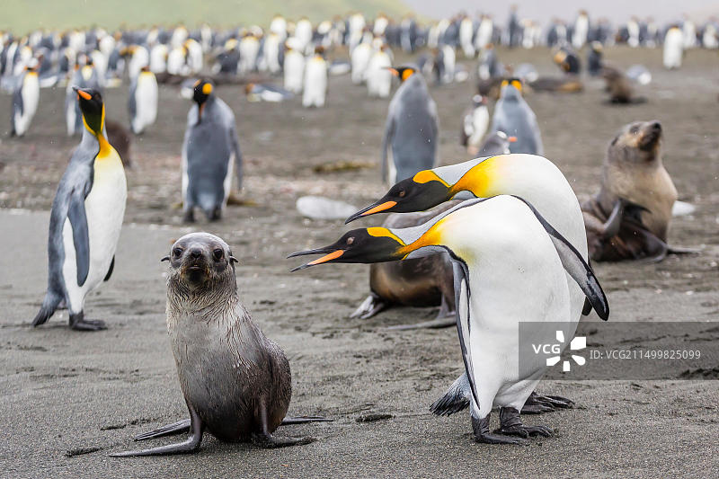 南极毛皮海狮幼崽与王企鹅，南乔治亚岛，南大西洋，极地地区图片素材