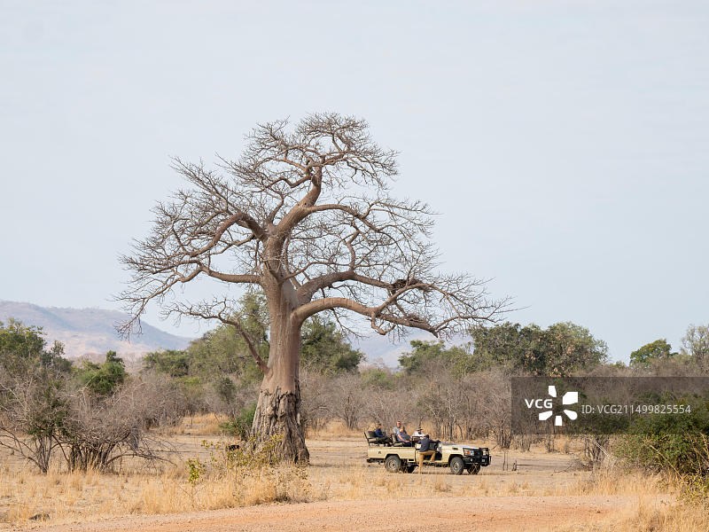 赞比亚南卢安瓜国家公园内被大象破坏的巨型猴面包树图片素材