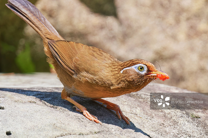 采树莓的画眉鸟特写图片素材