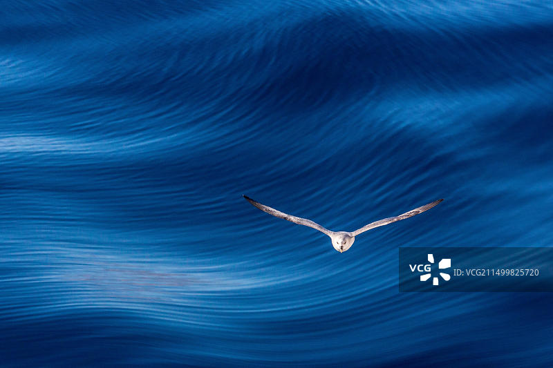 北极海燕，斯瓦尔巴群岛，挪威，斯堪的纳维亚，欧洲图片素材