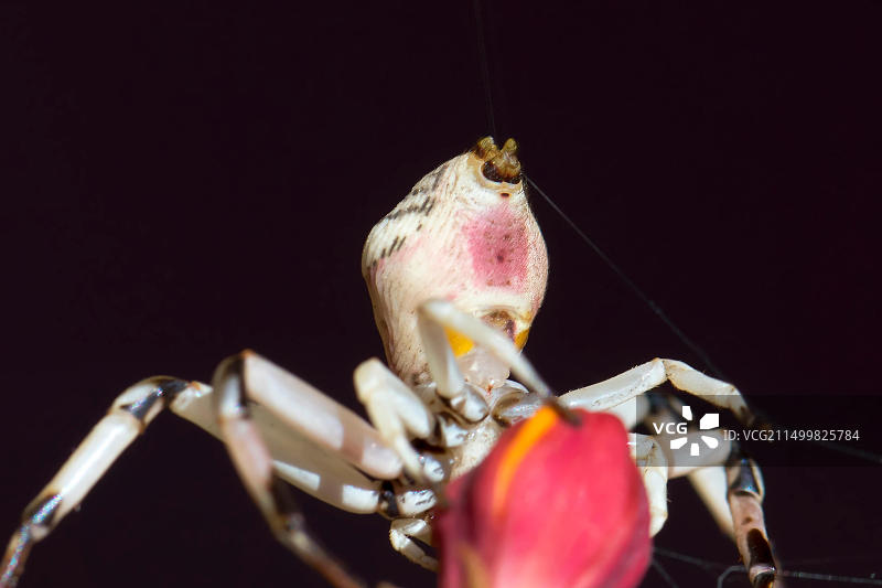蟹蛛结网随风飘扬，附着在植物上以便移动图片素材