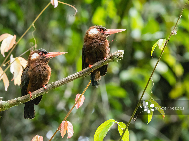 秘鲁帕卡亚河的一对白耳林鴞图片素材