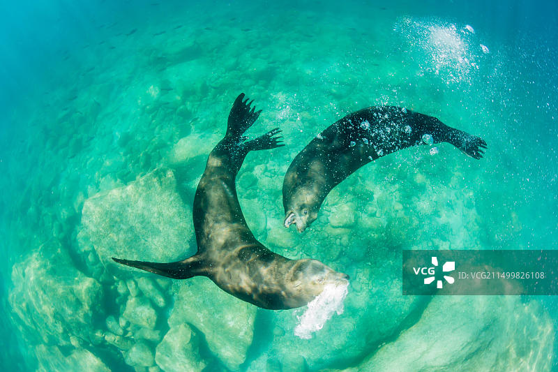 水下加州海狮，洛斯伊斯洛特斯，墨西哥下加利福尼亚州，北美洲图片素材