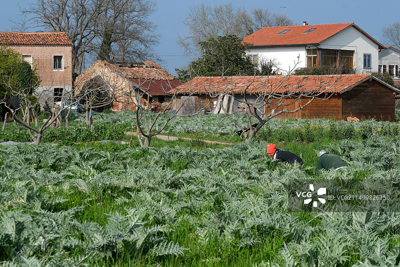 圣埃拉斯莫岛：紫色朝鲜蓟之乡，居民出行靠比亚乔Ape汽车图片素材