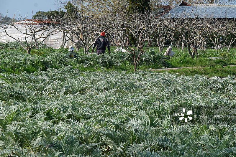 圣埃拉斯莫岛：紫色朝鲜蓟之乡，居民出行靠比亚乔Ape汽车图片素材