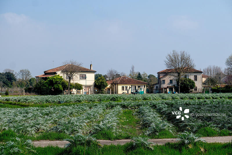圣埃拉斯莫岛：紫色朝鲜蓟之乡，居民出行靠比亚乔Ape汽车图片素材