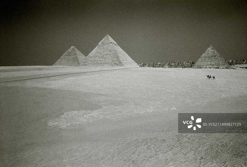 旅行：卡夫拉金字塔的骆驼，吉萨金字塔群图片素材
