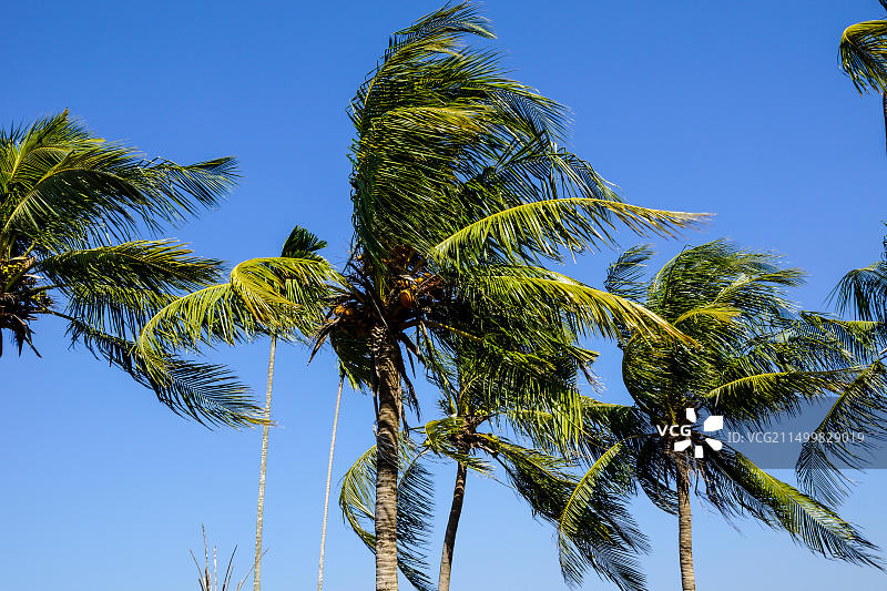 随风摇曳的椰子树，科克斯巴扎尔，孟加拉国图片素材