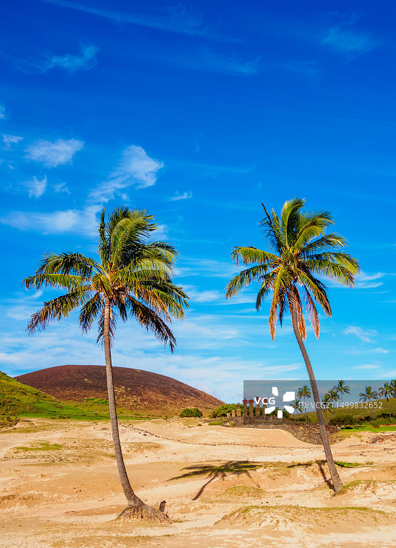 智利复活节岛阿纳凯海滩的棕榈树图片素材