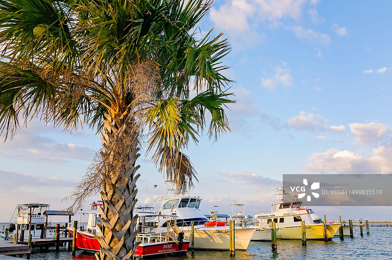 阿拉巴马州多芬岛码头前的棕榈树图片素材