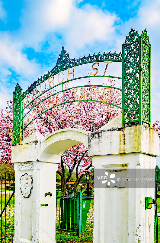 在阿拉巴马州莫比尔市教堂街墓地入口处盛开的日本玉兰（Magnolia liliiflora），2023年1月30日图片素材