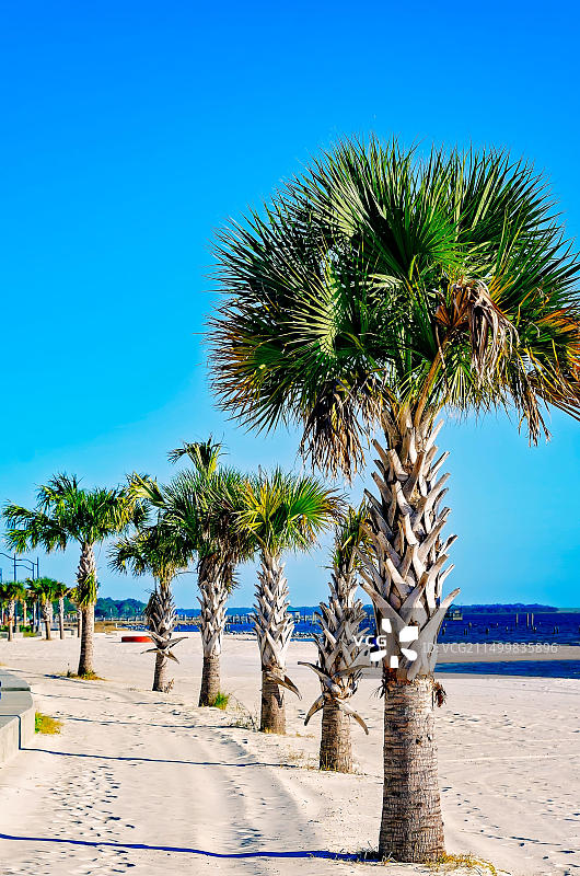 2022年12月28日，密西西比州海洋之泉，棕榈树排列在前滩的步行道旁图片素材