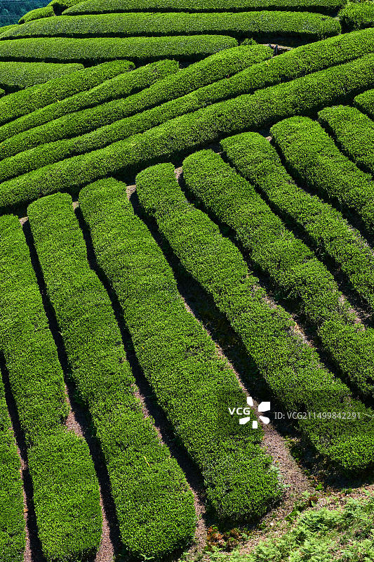 日本本州岛关西地区宇治茶园风光图片素材